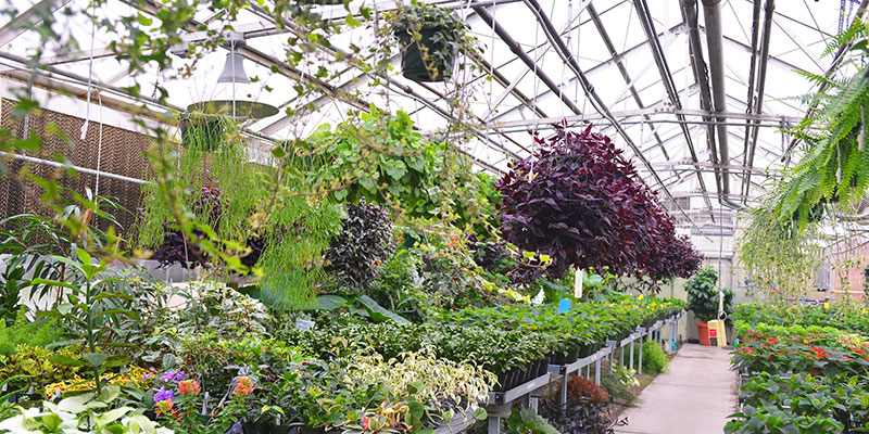 Rows of plants from the SCC Greenhouse